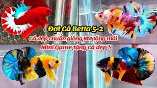 Đợt Cá Betta 5-2 Multicolor Galaxy, Black Nemo, Metalic, Red Fancy Star [ Mini Game tặng cá VIP ]