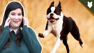 Everything You NEED TO KNOW About The BOSTON TERRIER!