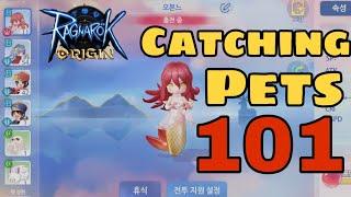 [Ragnarok Origin] Catching all tamable pets!