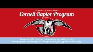 Cornell Reunion 2023: Cornell Raptor Program