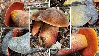 Hexenröhrling Verwechslung | Wann & Wo man Flockis finden kann | Neoboletus erythropus, Schusterpilz