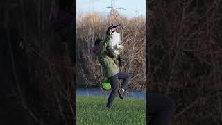 АО Барри - осенняя видеосессия #discdog #aussie #vault #flip #discdog