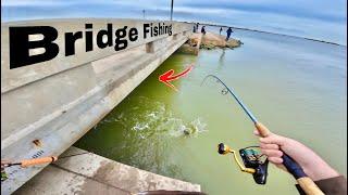 This BRIDGE was LOADED with FISH!