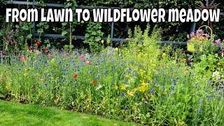 Turning my lawn into a wildflower meadow and spring flower circle / MoggyBoxCraft