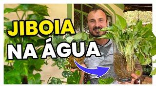 Como cultivar JIBOIA na ÁGUA