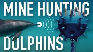 Why the U.S. Navy Uses These Dolphins to Hunt Mines