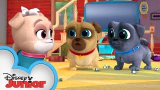 Arf-Choo! | Puppy Dog Pals | Disney Junior