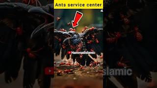 Why_do_Crow_Get_Bitten_By_Ants__#shortsfeed_#facts_#Hammadislamic