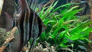 700 gallon fish tank live - the king of diy