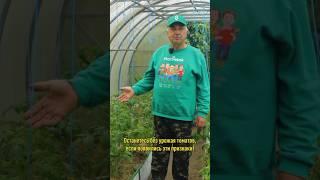 Увидели эти признаки на томатах? Останетесь без урожая, если не сделаете так!