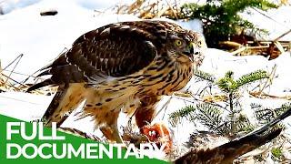 The Swiss Alps: Wild Animal Paradise | Free Documentary Nature