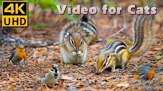 Autumn Wildlife Show: Birds for Cats to Watch with Chipmunks, Squirrels Preparing for Winter  4K