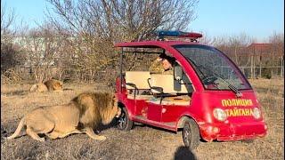 Лев КИНУЛСЯ в МАШИНУ, но получил от Олега Зубкова ПОЛОТЕНЦЕМ по наглой рыжей морде)))