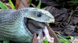 Black Mamba eats Rat 01, Time Lapse Speed x12