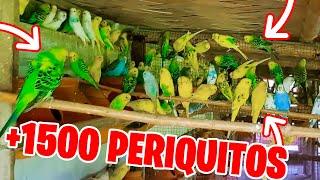 +1500 PERIQUITOS EN UN AVIARIO