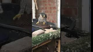 peregrine giving semen