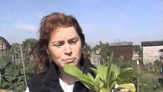 Horseradish - Claire's Allotment part 132