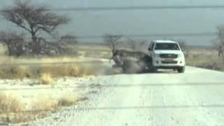 Video: Rhino road rage in Namibia