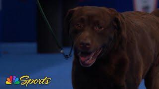 National Dog Show 2024: Sporting Group (Full Judging) | NBC Sports