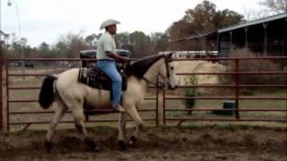 Buckskin gaited gelding in training