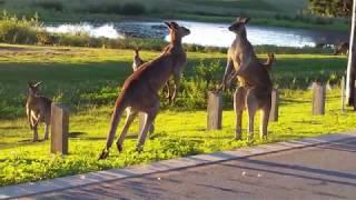 Kangaroo Fight / Clash of the Titans