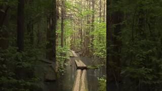 Ponkapoag Pond Boardwalk #ponkapoag #bluehills #massachusetts #shorts #nero #dreams #hiking