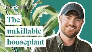 Aspidistra: The Unkillable Cast-Iron Plant – Indoor Plants With Tony Le-Britton | House Beautiful