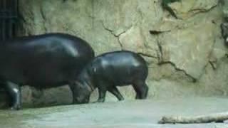 Happy Hippo Dance!