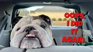 Reuben the Bulldog: Good News, Bad News