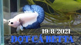 ĐỢT CÁ BETTA 19/8/2021 MARBLE BLUE RIM - YELLOW COPPER |HungTranBetta