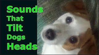 Sounds That Tilt Dogs Heads ~ Sounds Dogs Love Most