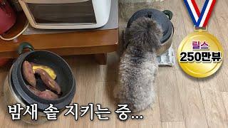 Puppy guarding a pot of sweet potatoes all night at grandma's (so cute.....)