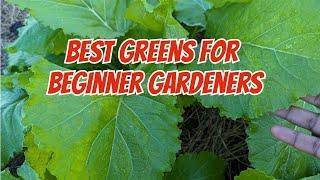 2 of the best and easiest greens for beginner gardeners grow - mustard greens and bok choys