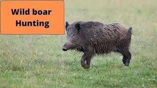 Driven hunt wild boar - wild boar hunting