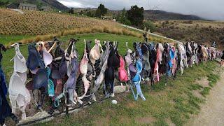 Cardrona Bra Fence - The Bra Fence in New Zealand