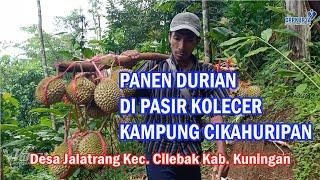 Panen Durian di Pasir Kolecer  Kampung Cikahuripan Desa Jalatrang Cilebak Kuningan