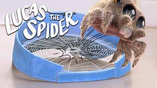 Lucas spins some web bouncing fun! | Lucas The Spider