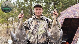 ОХОТА НА ГУСЯ ,ЭТОГО НИКТО НЕ ОЖИДАЛ / ВСТРЕЧА С МЕЧТОЙ /СКРАДОК БЕСПЛАТНО /goose hunting.