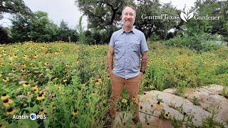 Transition to Urban Native Plant Pocket Prairie | Central Texas Gardener