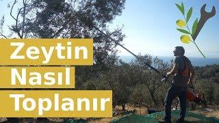 Zeytin Nasıl Toplanır