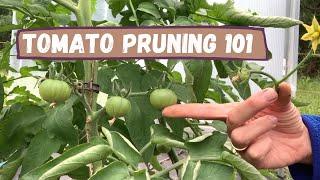 Tomato PRUNING 101|Trying out a new pruning technique