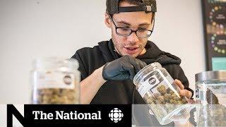 Pot industry brings plenty of jobs to Canadians