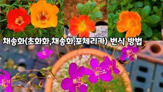 불꽃놀이 채송화 초화화,포체리카 늘리는 노하우(초화화 구매사이트)