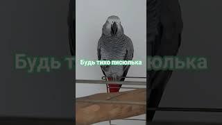 ВОВА - ПОКАЖИ СИСЬКИ / ПОПУГАЙ ЭВРИКА / Gray talking parrot Evrika