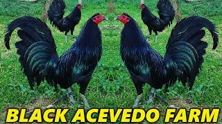 Nice Black Juan Acevedo Farm - Beautiful Birds