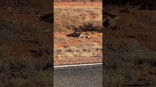 Wedge-tailed eagle eats kangaroo!