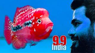 9.9 India Fish Aquarium Maha Episode Part 2 | All About Kamfa & SRD