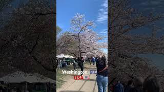 Washington, D.C., Cherry Blossom Festival 2023 | Washington, D.C., USA  #shorts #cherryblossom