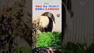 푸바오 청소시간 문이닫혀 안절부절 #푸바오실시간 #푸바오근황 #판다월드 #에버랜드 #아이바오 #러바오 #루이바오 #후이바오 #강바오 #송바오 #푸바오나무타기
