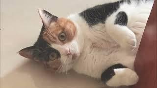 超绝松弛感豆芽，随地大小躺 so relax#cat
